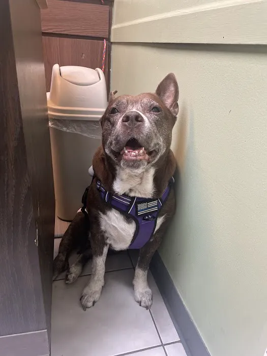 Oak Village Animal Hospital 12