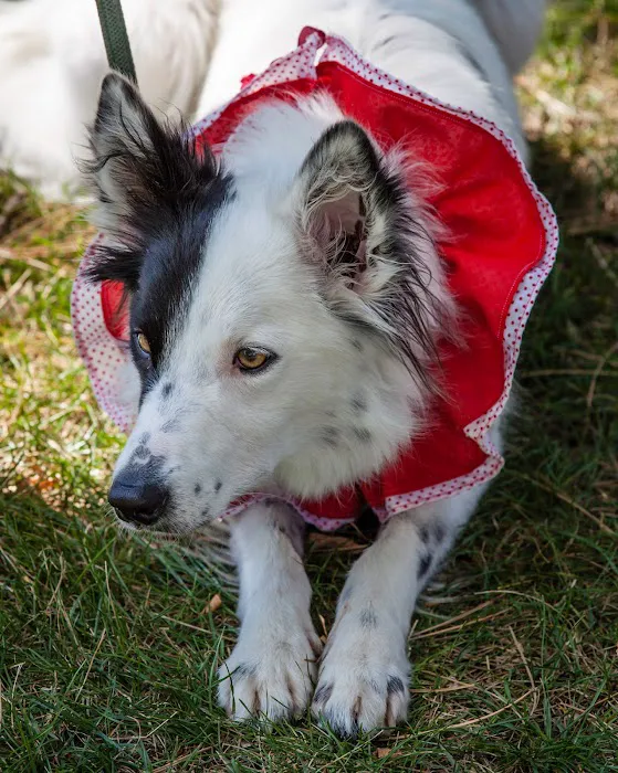 Darien Animal Clinic 12