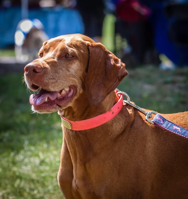 Darien Animal Clinic 12