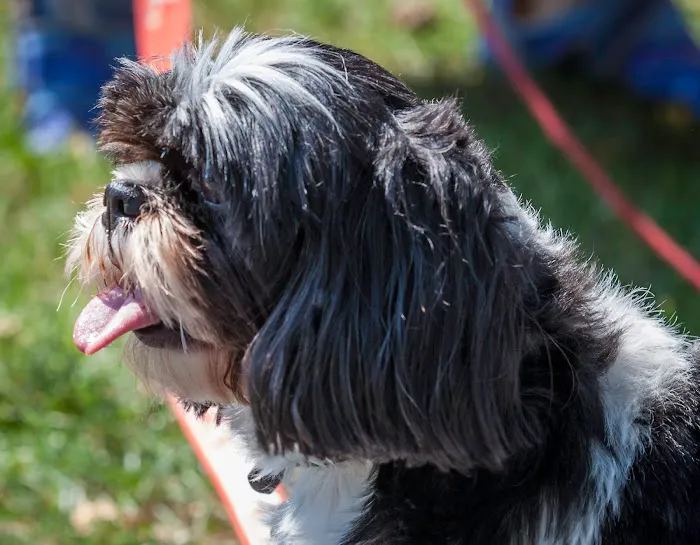 Darien Animal Clinic 12