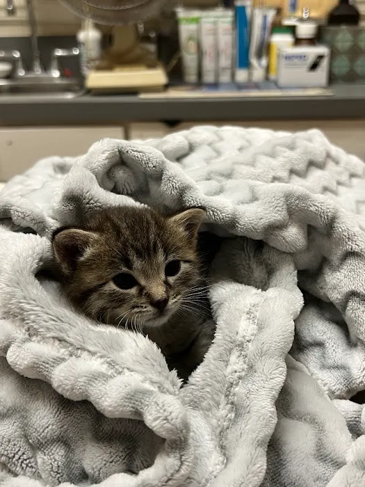 Palos Pet Clinic 12