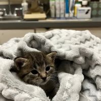 Palos Pet Clinic ico