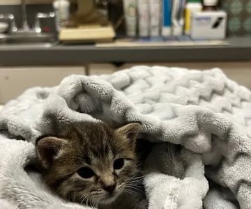 Palos Pet Clinic