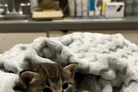 Palos Pet Clinic
