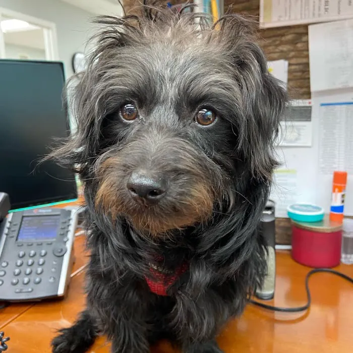 Bensenville Animal Hospital 3