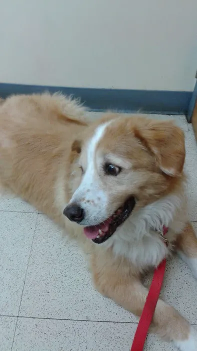 VCA Worth Animal Hospital 12