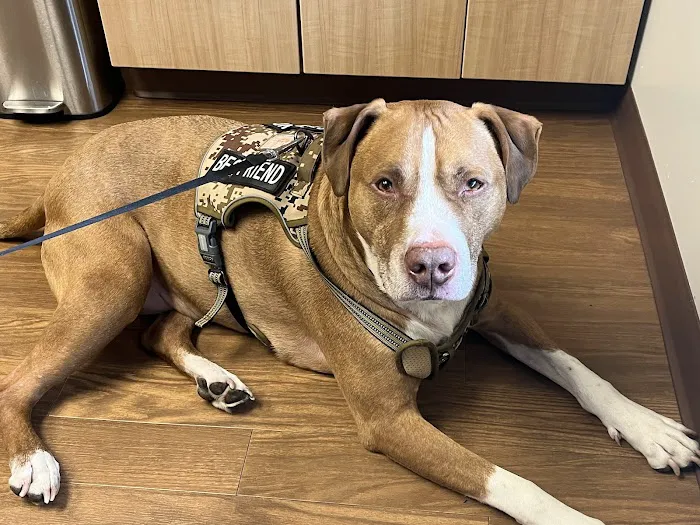 VCA Worth Animal Hospital 12