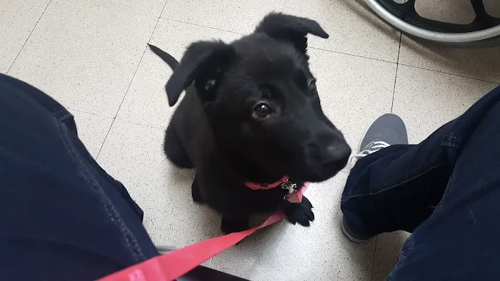 VCA Worth Animal Hospital 12