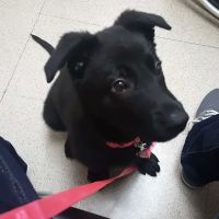 VCA Worth Animal Hospital ico