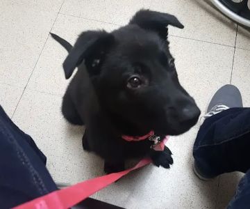 VCA Worth Animal Hospital