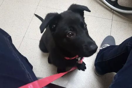 VCA Worth Animal Hospital