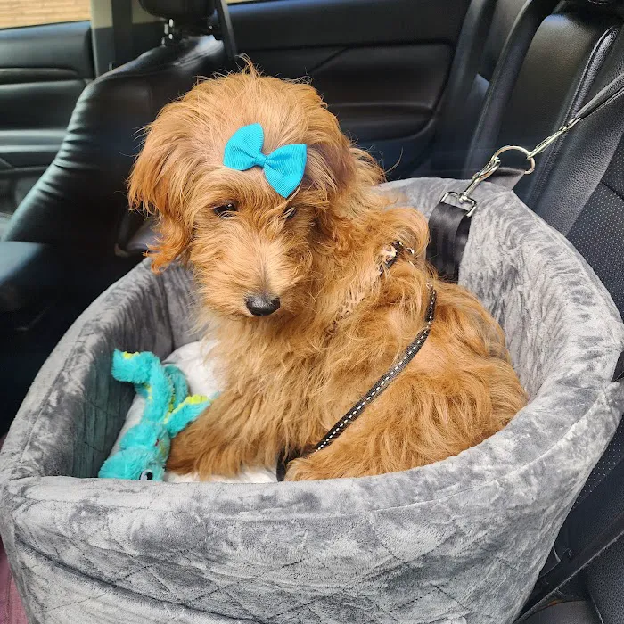 Thrive Pet Healthcare - Oak Lawn 7