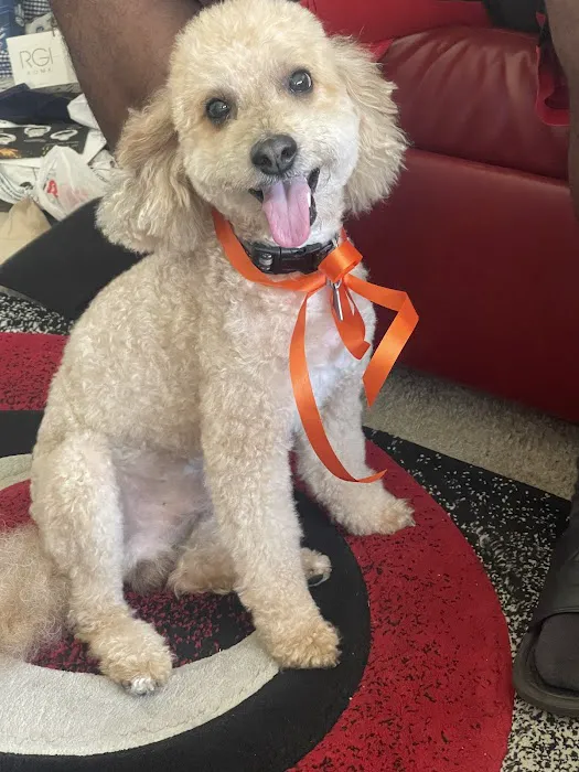 Thrive Pet Healthcare - Oak Lawn 6