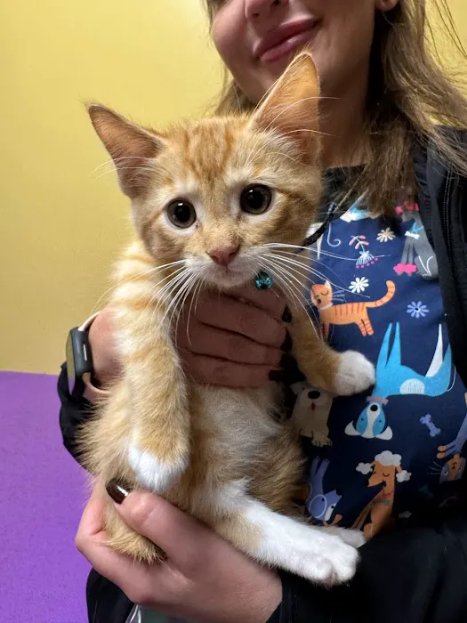 Touhy Animal Hospital & Grooming 12