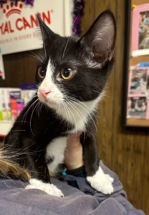 Touhy Animal Hospital & Grooming 12