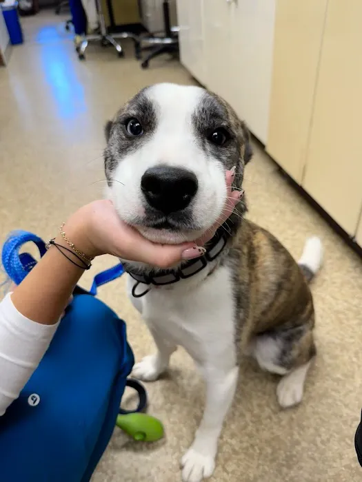 Touhy Animal Hospital & Grooming 12