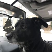 Avondale Animal Hospital ico