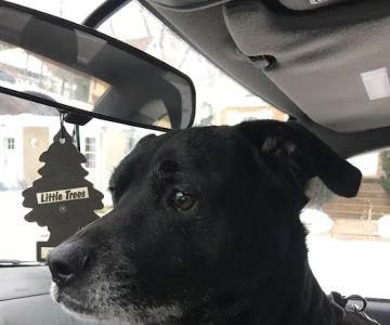 Avondale Animal Hospital