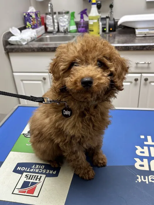 Oak Elm Animal Hospital 2