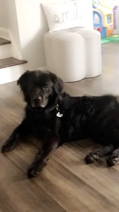 Park Ridge Animal Hospital LLC 5