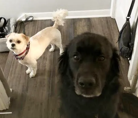 Park Ridge Animal Hospital LLC 1
