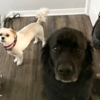Park Ridge Animal Hospital LLC ico
