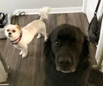 Park Ridge Animal Hospital LLC