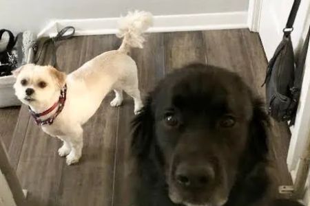 Park Ridge Animal Hospital LLC