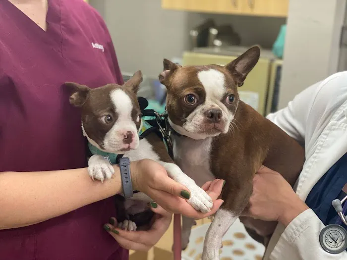 Glen Ellyn Animal Hospital 4