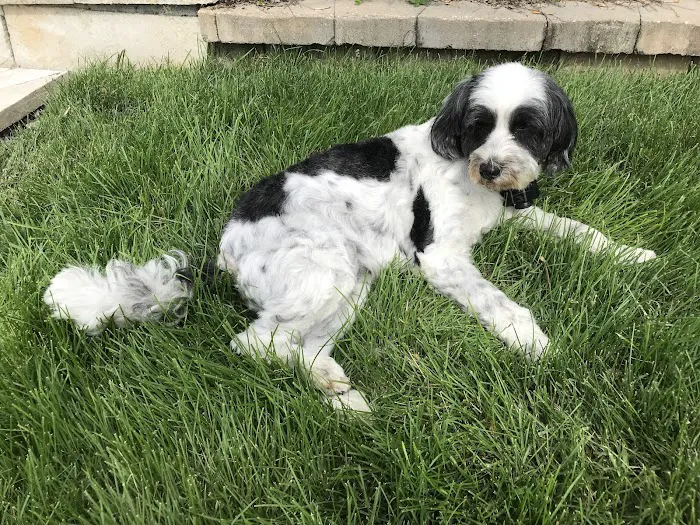 Glen Ellyn Animal Hospital 3