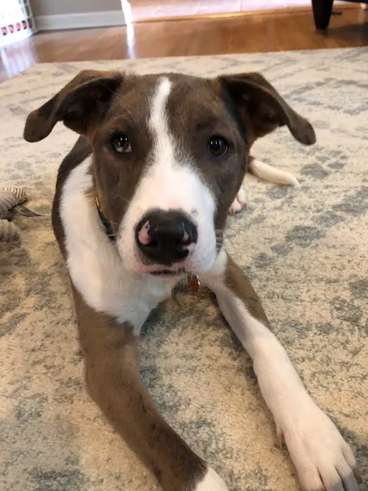 Glen Ellyn Animal Hospital 9