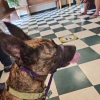 NON-EMERGENCY Beverly Hills Animal Hospital ico