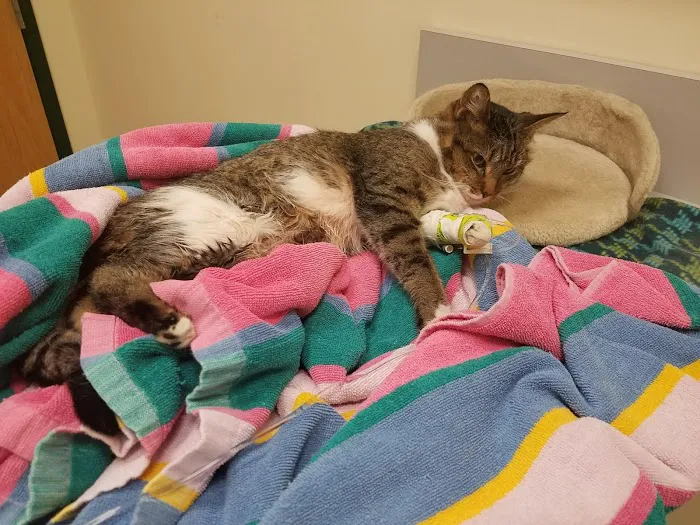 NON-EMERGENCY Beverly Hills Animal Hospital 12