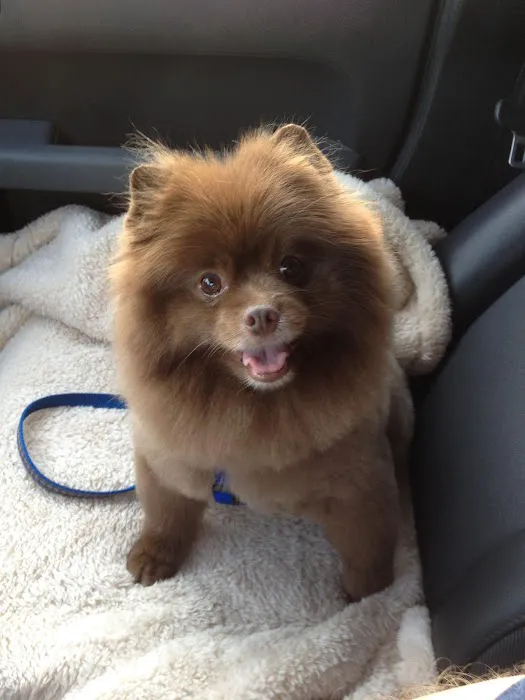 NON-EMERGENCY Beverly Hills Animal Hospital 12