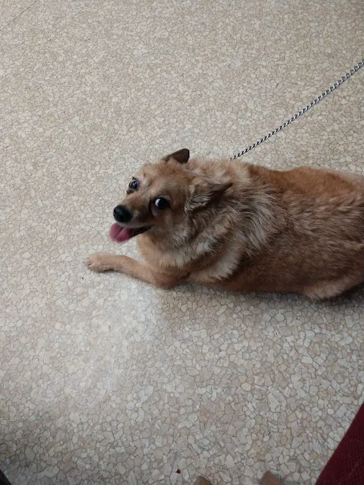 Oak Lawn Animal Hospital 4