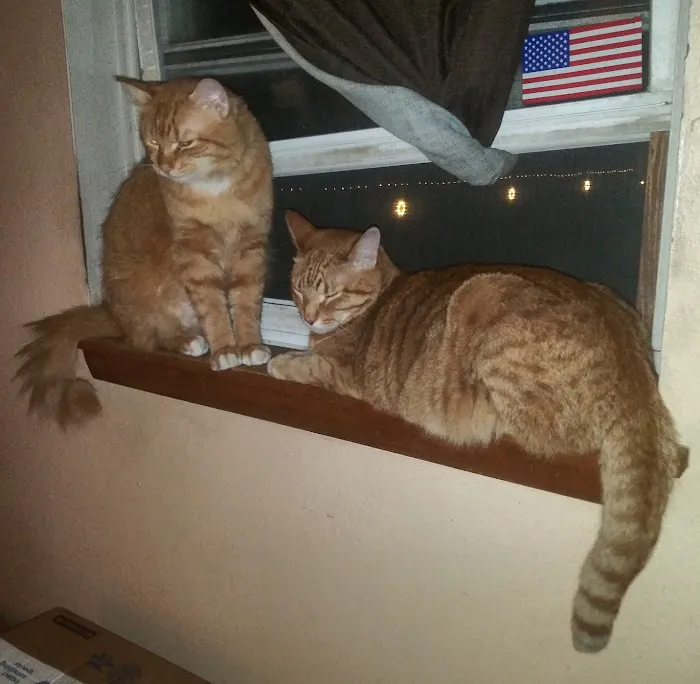 Oak Lawn Animal Hospital 6
