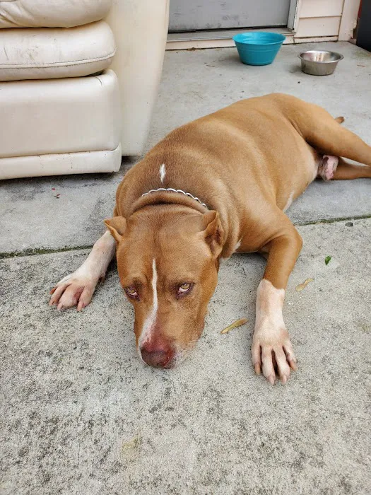 Ashland Animal Hospital: Davis T DVM 12