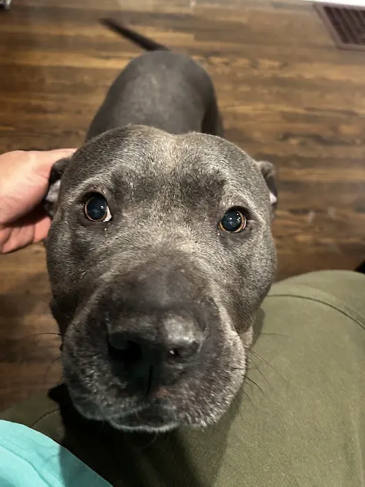 Ashland Animal Hospital: Davis T DVM 12