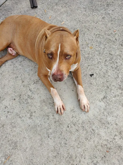 Ashland Animal Hospital: Davis T DVM 12