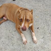 Ashland Animal Hospital: Davis T DVM ico