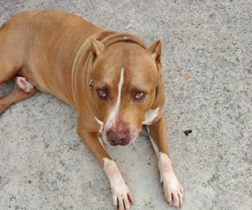 Ashland Animal Hospital: Davis T DVM