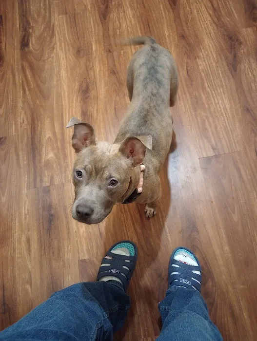 Auburn Animal Hospital 12