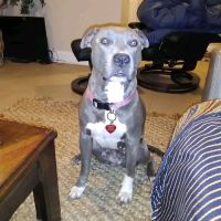 Auburn Animal Hospital ico