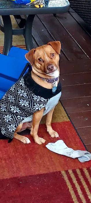 Chicago Ridge Animal Clinic 2