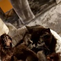 Chicago Ridge Animal Clinic ico