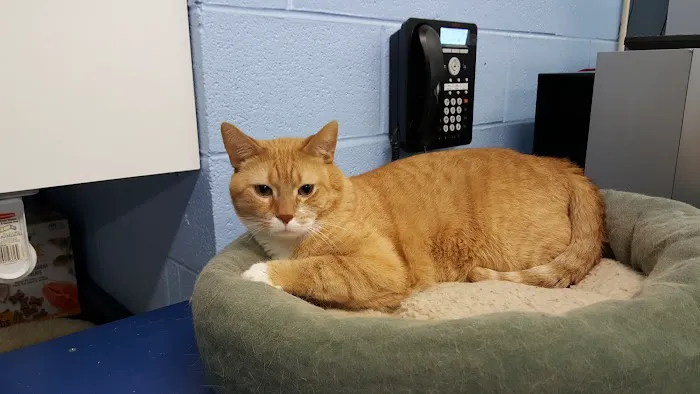 Addison Animal Hospital LTD 12