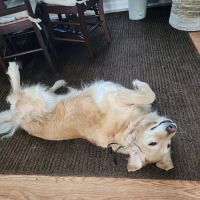 Dr.Sekowski,DVM Lombard veterinarian ico