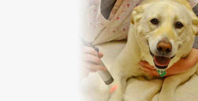 Green Trails Animal Clinic 7