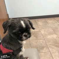 Animal Medical Clinic of Wheaton ico