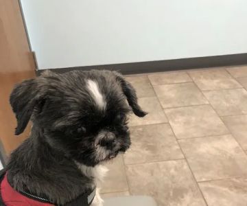 Animal Medical Clinic of Wheaton
